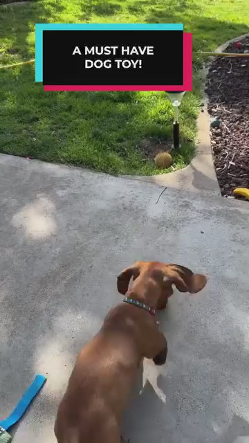Giggle Ball reaction 4