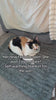 Calico cat on her new favourite warm spot