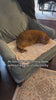 Cat settling onto the warm mat